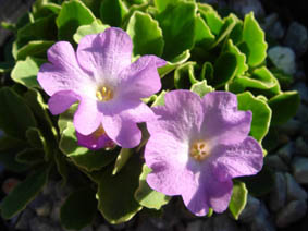 Primula allionii x marginata 'Stradbroock Dream'